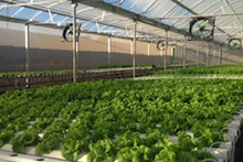 Aquaponics setup at Mari